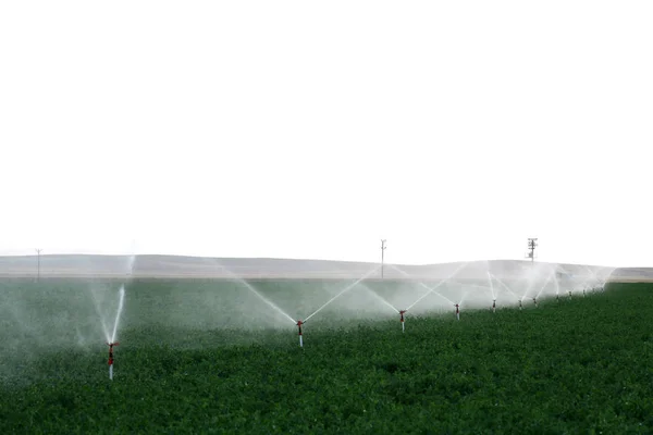 Irrigation sprinklers water a farm field against late afternoon