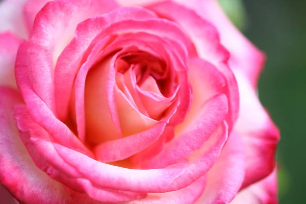 Vackra Blommor Blommigt Koncept Bakgrund — Stockfoto