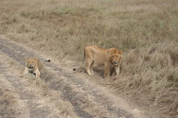 Depredador Leones Gato Carnívoro Salvaje — Foto de Stock