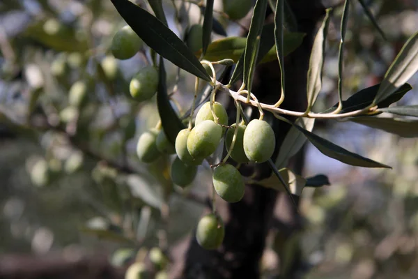 Grüne Oliven Auf Baum — Stockfoto