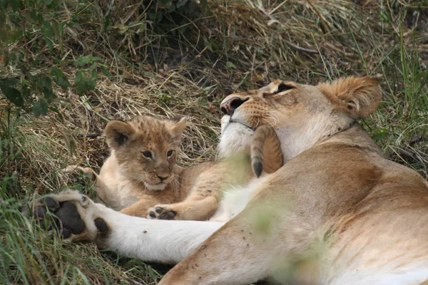 Depredador Leones Gato Carnívoro Salvaje —  Fotos de Stock