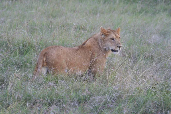 Depredador Leones Gato Carnívoro Salvaje —  Fotos de Stock