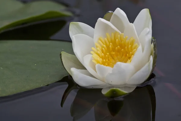 Água Lírio Pétalas Flores Planta Aquática — Fotografia de Stock