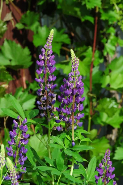 Renkli Lupin Çiçekleri — Stok fotoğraf