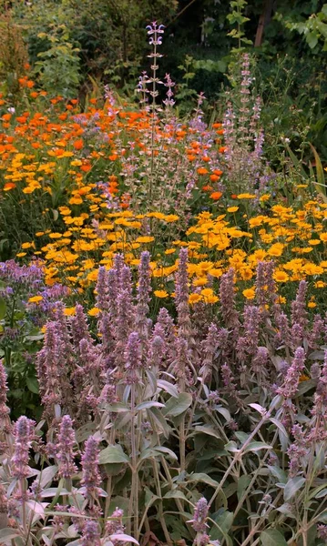Color Veraniego Jardín —  Fotos de Stock