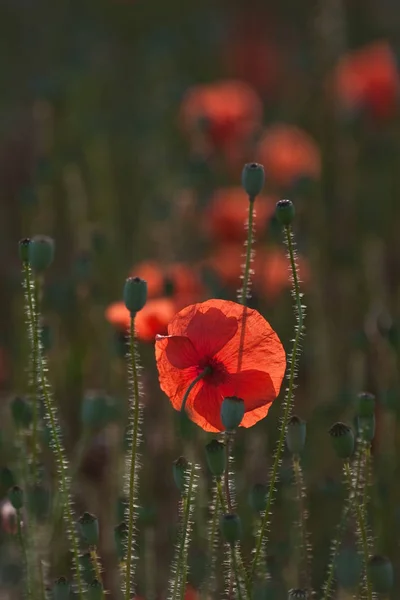 Red Poppy Nshooting Data Nnikon D700 Nnikkor 200 N200Mmm Nf4 — Foto Stock