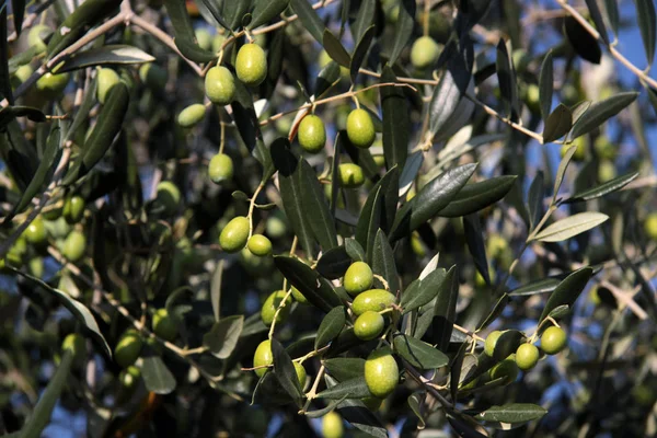 Aceitunas Verdes Árbol —  Fotos de Stock