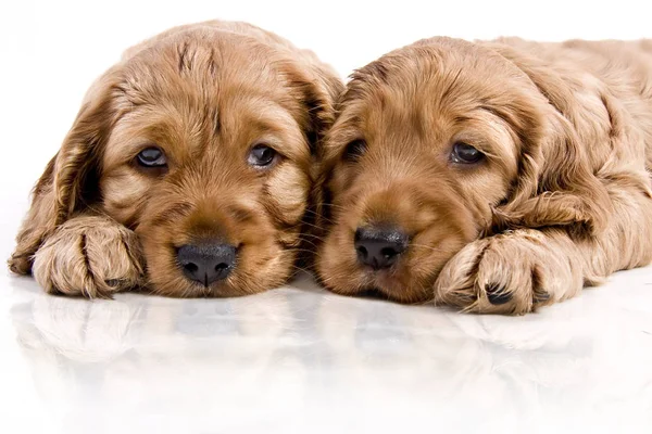 Schilderachtige Weergave Van Schattige Puppy — Stockfoto