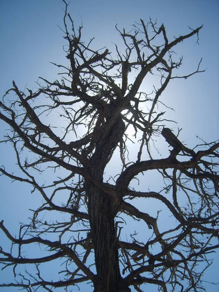 Albero Morto Sui Rami Una Betulla — Foto Stock