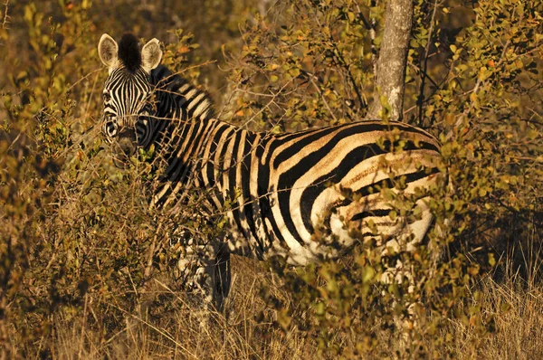 Stepowa Zebra Ukrywa Się Krzakach Południowej Afryce — Zdjęcie stockowe