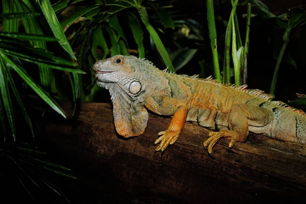 Vahşi Yaşam Hayvanı Kertenkele Hayvanı Iguana Sürüngeni — Stok fotoğraf