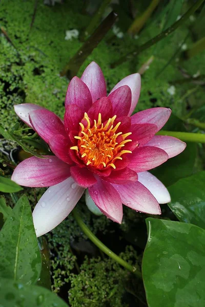 Ros Blomma Kronblad Botanik Flora — Stockfoto