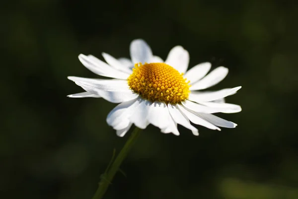 Kamille Blüht Blütenblätter Feldflora — Stockfoto