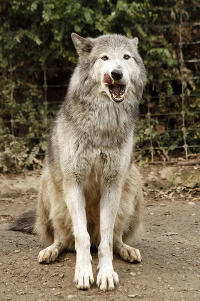 Visão Cênica Lobo Selvagem Natureza — Fotografia de Stock