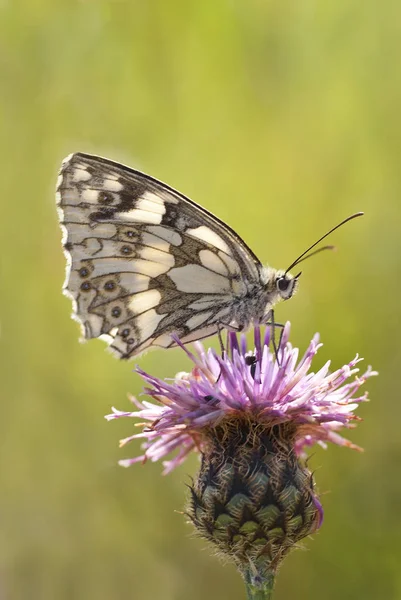 Close Van Een Insect Wilde Natuur — Stockfoto