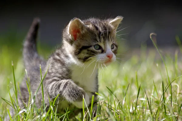 草の中に子猫がいて — ストック写真