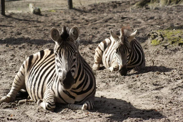 Black White Zebras Animals — Stock Photo, Image