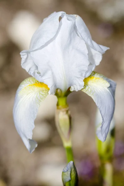 Iris Pallida Iris Pallida Ben — Stok fotoğraf