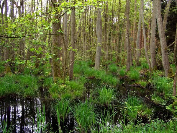 Flora Van Het Wilde Bos Overdag — Stockfoto