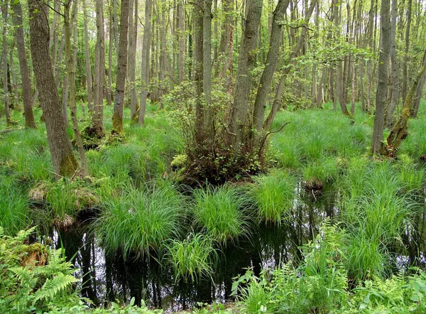 Bella Vista Sulla Natura — Foto Stock