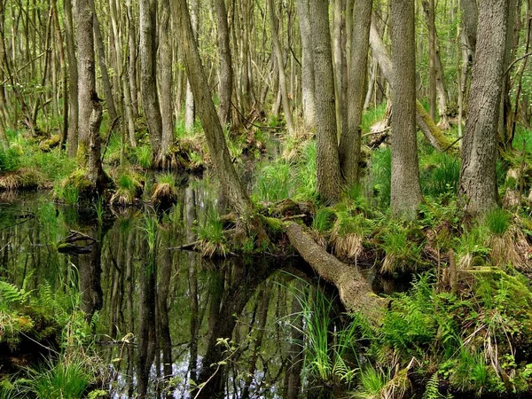 Flora Des Wilden Waldes Bei Tag — Stockfoto
