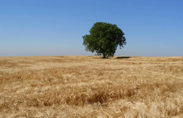 Agricultura Campo Rural Com Milho Crescimento — Fotografia de Stock