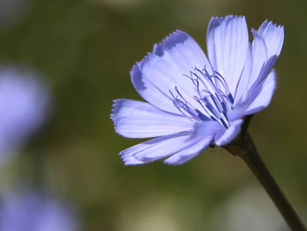 不同的花 有选择的焦点 — 图库照片