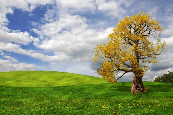 Alte Eiche Auf Dem Feld — Stockfoto