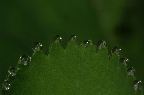 Gota Agua Fondo Gotas Lluvia —  Fotos de Stock