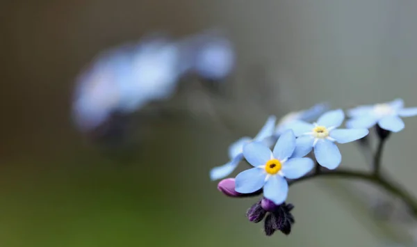 Vacker Utsikt Över Vackra Blommor — Stockfoto