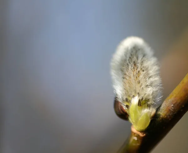 Όμορφα Λουλούδια Floral Έννοια Φόντο Της Φύσης — Φωτογραφία Αρχείου