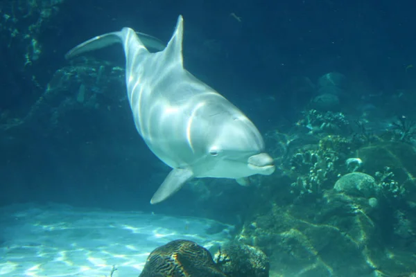 Delfines Peces Acuáticos Animales Marinos — Foto de Stock