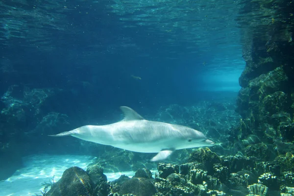 Delfino Pesci Acquatici Animale — Foto Stock