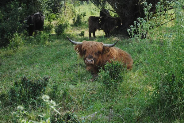 Pecuária Doméstica Pastagem Agrícola — Fotografia de Stock