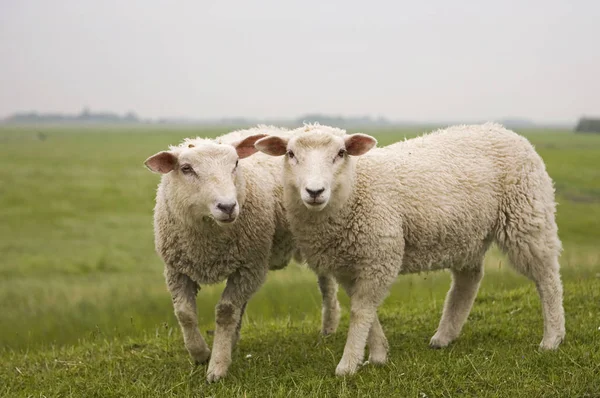 Zwei Schafe Auf Dem Feld — Stockfoto
