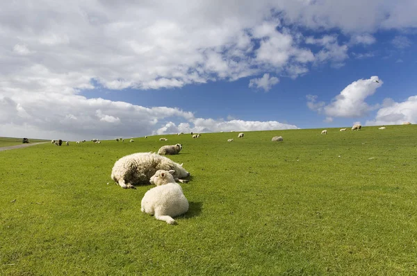 Ovelha Doméstica Pasto — Fotografia de Stock