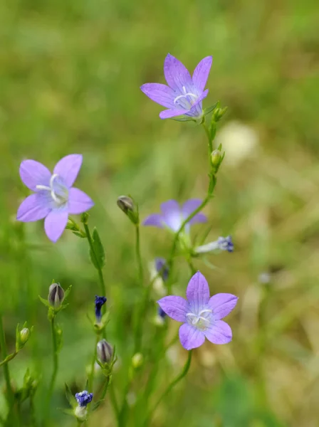 Piękne Letnie Kwiaty Łąki Flory Liści — Zdjęcie stockowe