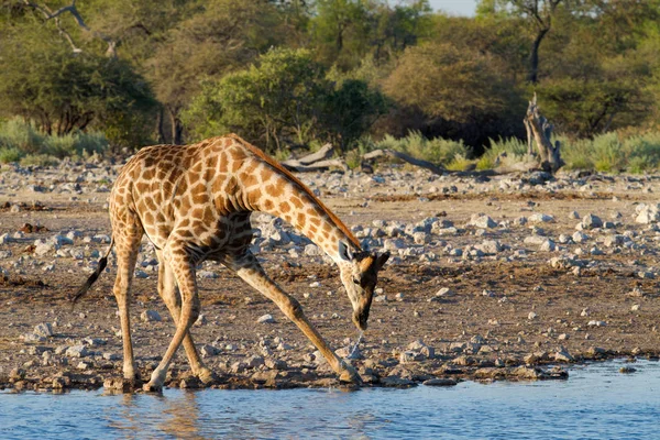 高いキリン アフリカの草食動物 — ストック写真
