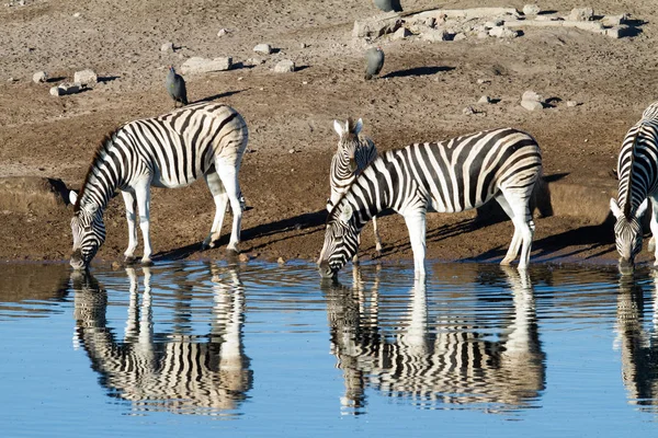 Preto Branco Zebras Animais — Fotografia de Stock