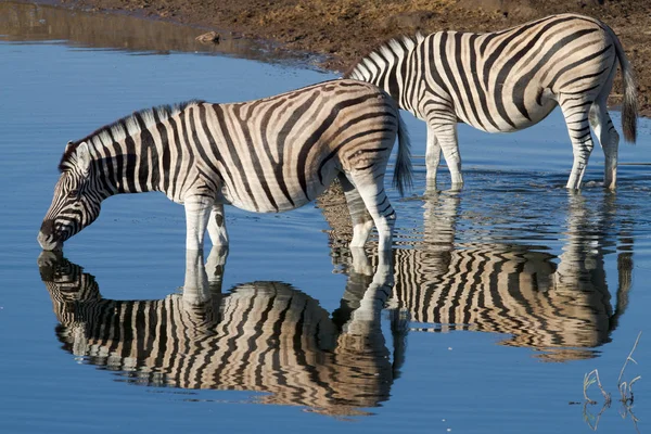 Preto Branco Zebras Animais — Fotografia de Stock