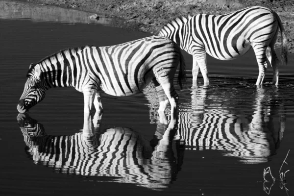 Preto Branco Zebras Animais — Fotografia de Stock