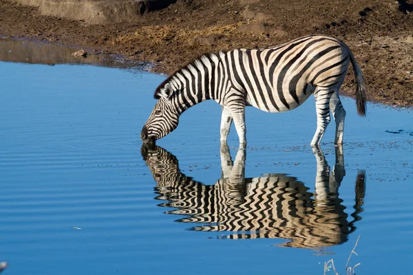 Zwierzę Paski Zebra Ssak — Zdjęcie stockowe