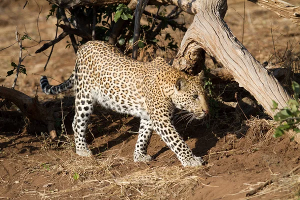 Кот Гепард Леопард Дикая Кошка — стоковое фото