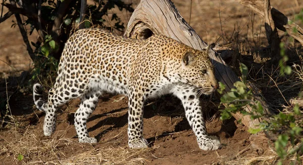 Geparden Leopard Katze Raubtier — Stockfoto
