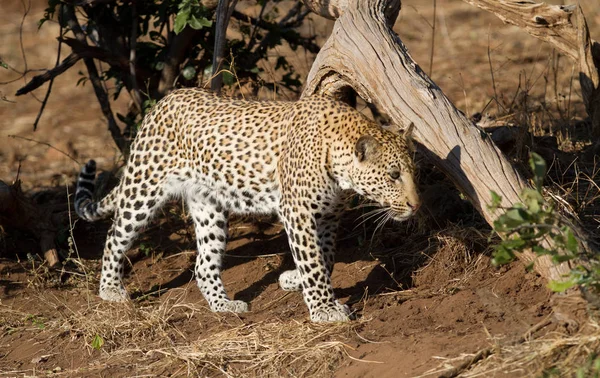 Çita Leopar Kedi Yırtıcı Hayvan — Stok fotoğraf