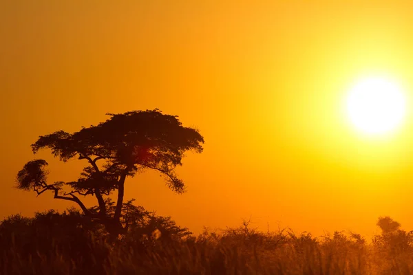 Bella Vista Della Scena Della Natura — Foto Stock