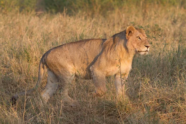 Lion Dans Steppe — Photo