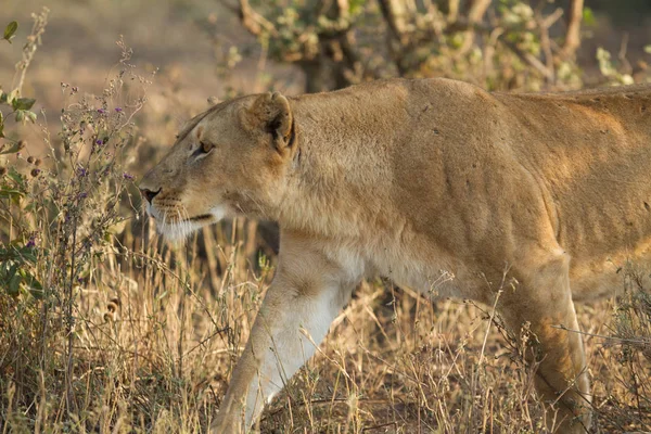 Löwe Der Steppe — Stockfoto