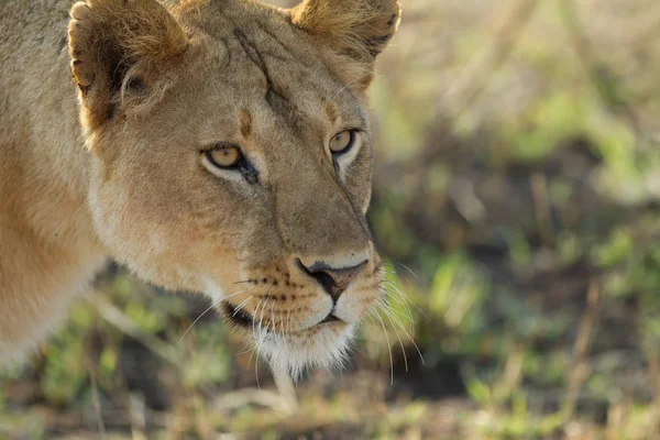 Löwe Der Steppe — Stockfoto