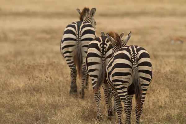 Black White Zebras Animals — Stock Photo, Image